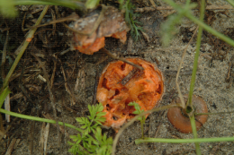 Développement de bactéries sur carottes au champ
